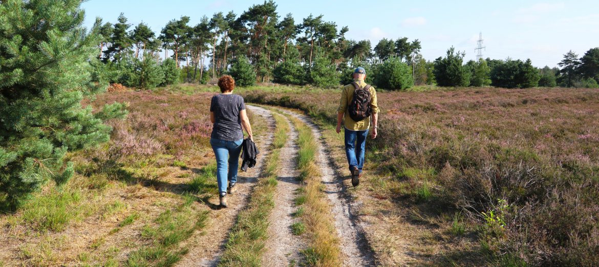 Wandelen en wild spotten op de Veluwe